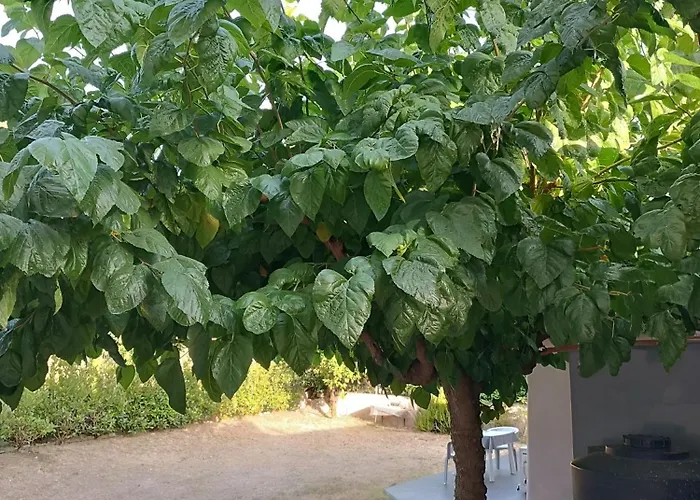 Chrysa's House * Aegium